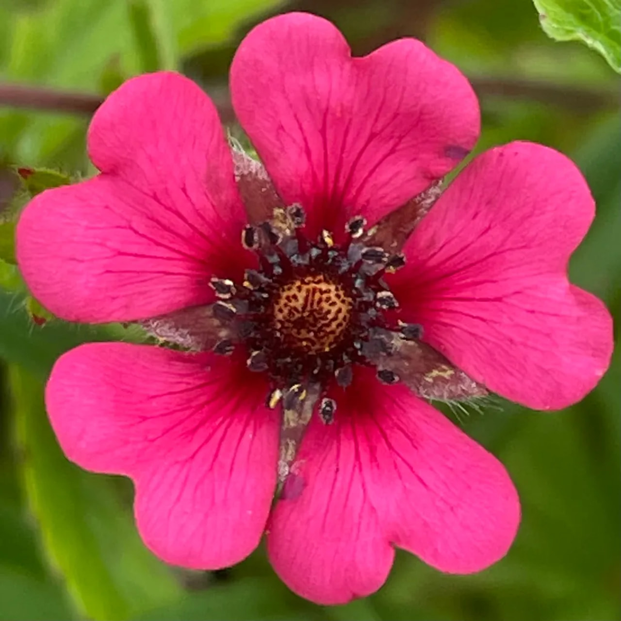 Mochna nepálská Ron McBeath, Loukykvět