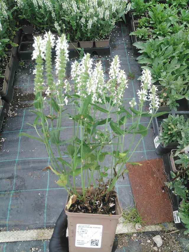 Salvia Adrian - 4. 8. 2025