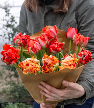 Svazek tulipánů Gudoshnik Double, Loukykvět