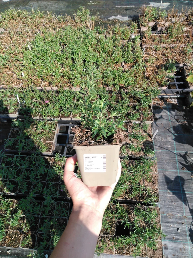 Kyprej Rose Queen - 2024