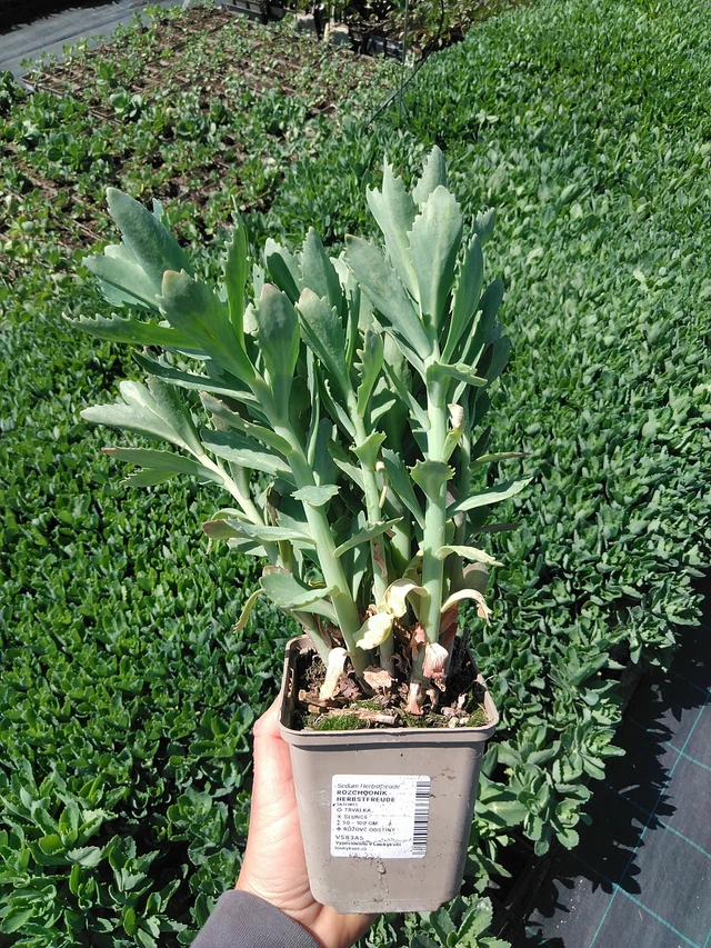 Rozchodník Herbstfreude - 13. 5. 2025