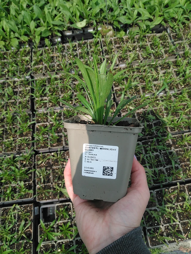 Zlatobýl Moonlight Glory - 9. 6. 2025