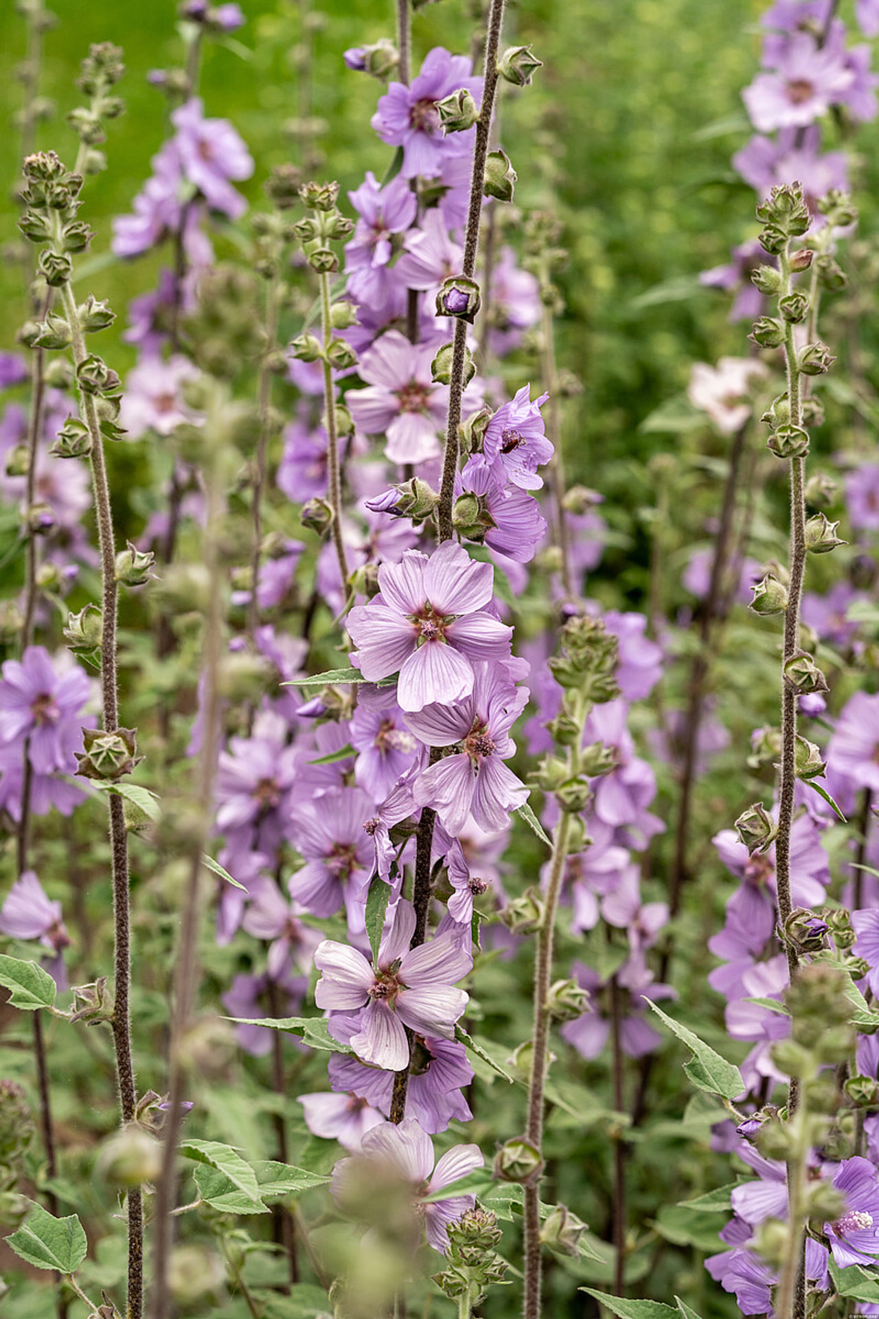 Slézovec Lilac Lady, Loukykvět