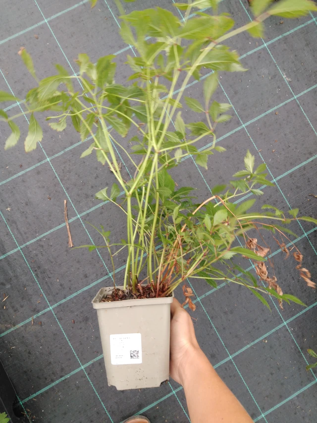 Astilbe Erika - 10. 9. 2025