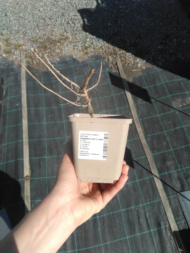 Astra Harrington’s Pink - 3. 4. 2025