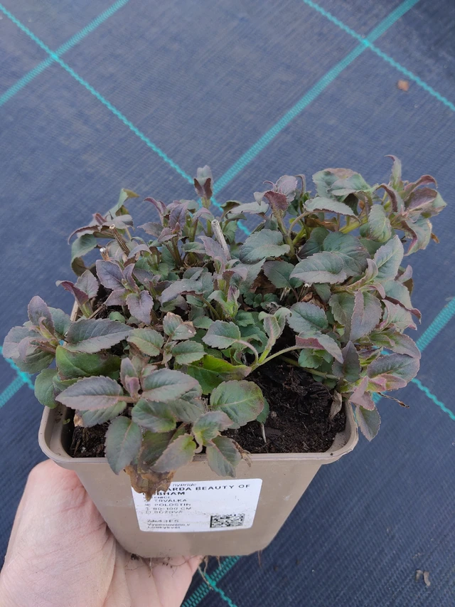 Monarde Beauty of Cobham - 27. 3. 2026