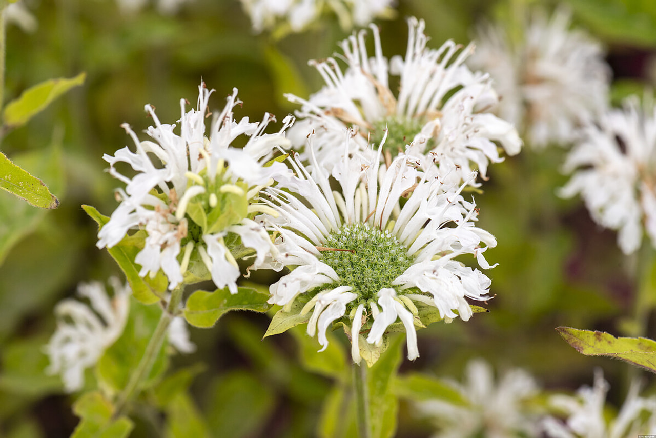 Monarda Schneewittchen, Loukykvět