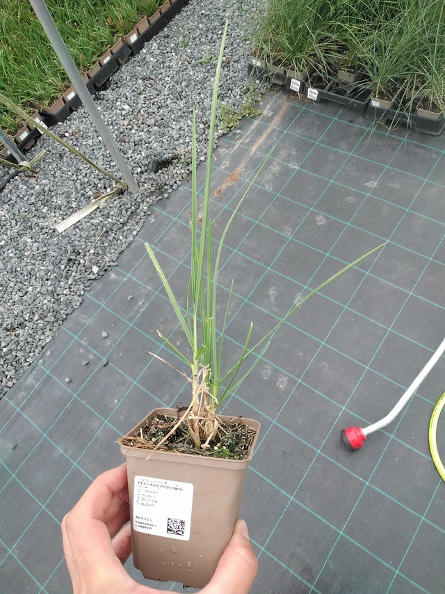 Pěchava podzimní - 7. 7. 2025