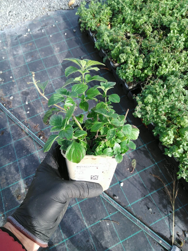 Calamint Blue Cloud - 31. 10. 2025