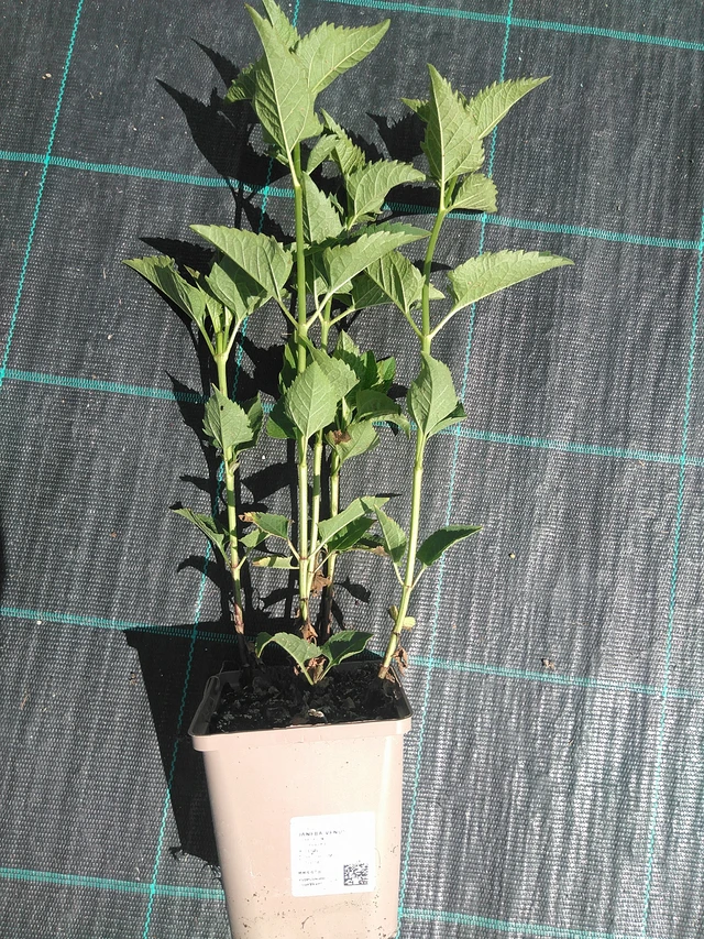 Coreopsis Bleeding Hearts - 24. 6. 2025