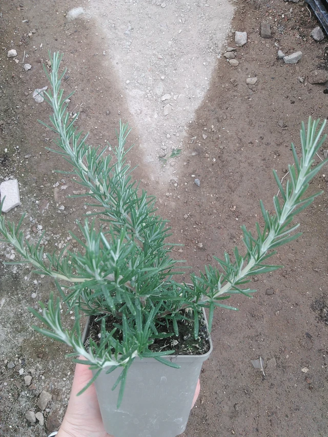 Romero Fox tail - 17. 7. 2025