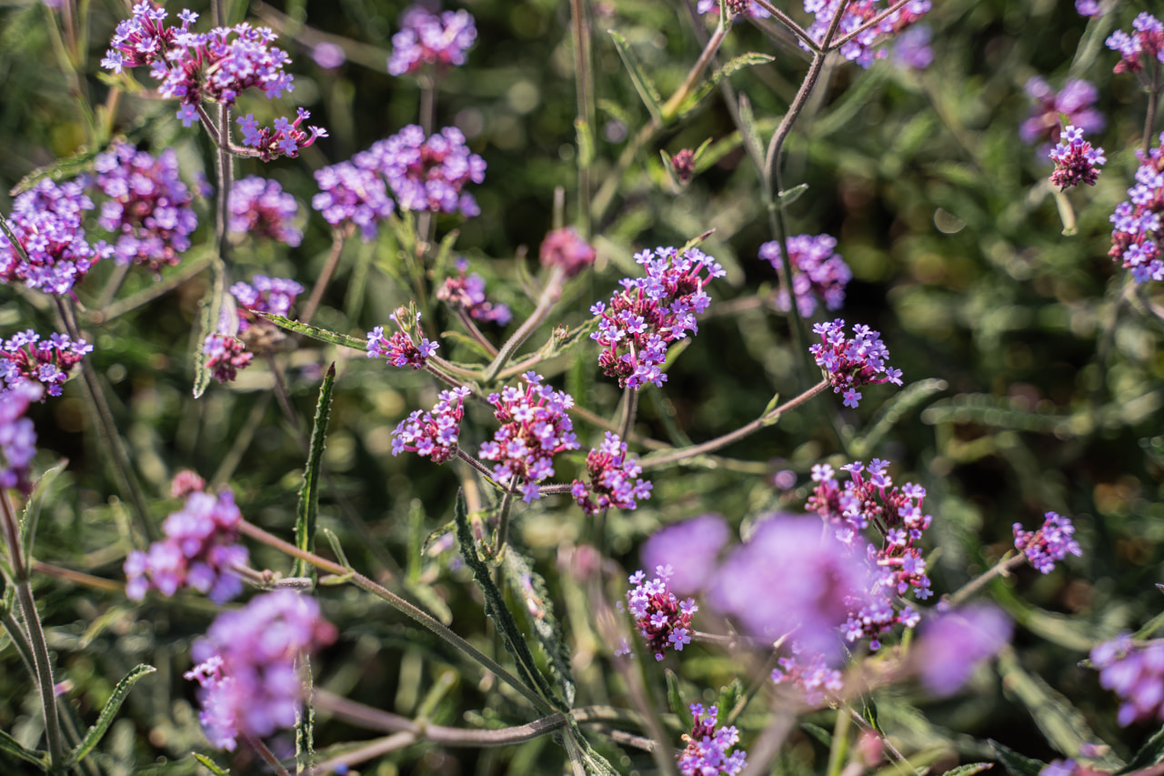 Eisenkraut Lollipop, Loukykvět