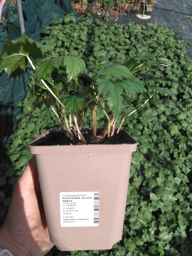 Ploštičník Silver Dance - 2024