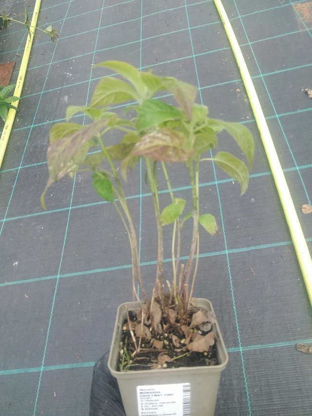 Monarda Croftway Pink - 10. 9. 2025