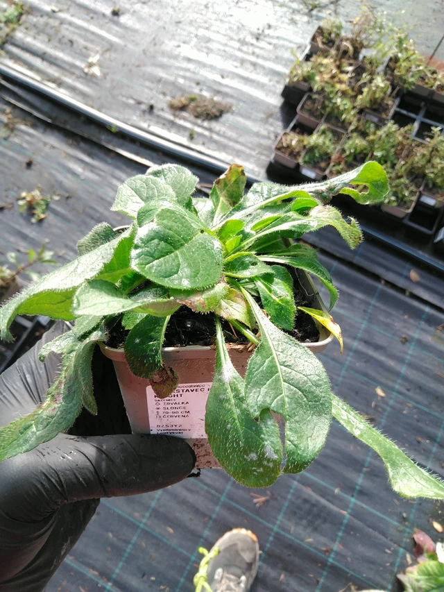 Scabiosa Red Knight - 31. 10. 2025