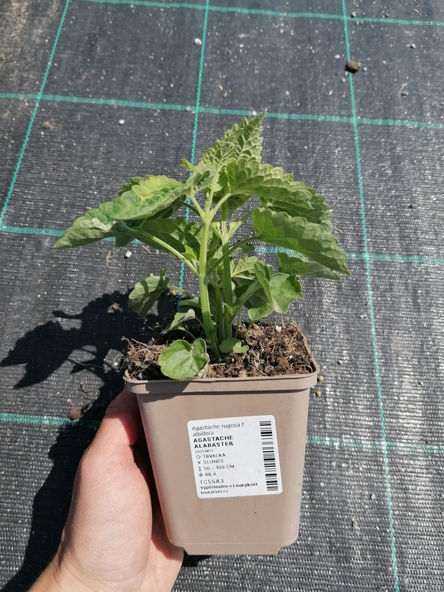 Iisoppi Alabaster - 2024