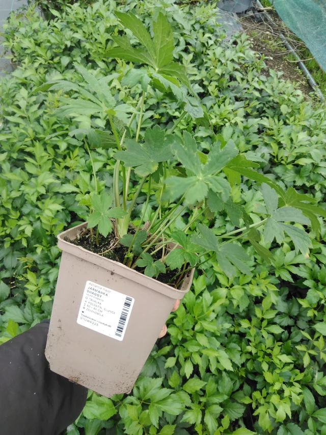 Masterwort Shaggy - 2024