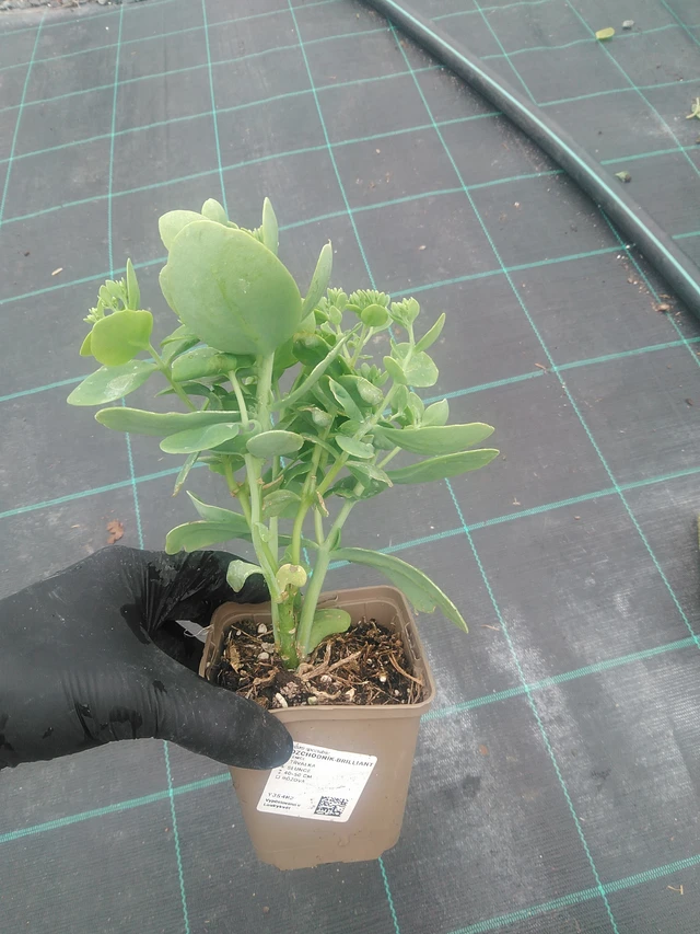 Rozchodník Brilliant - 10. 9. 2025