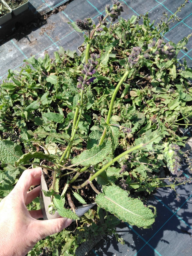 Niittyvirna Twilight Serenade - 13. 5. 2025