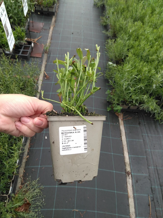 Fisostegia Alba - 11. 7. 2025