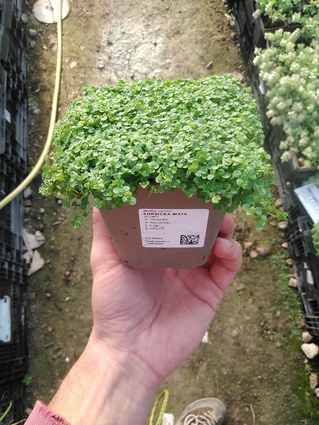 Menta corsa - 1. 9. 2025