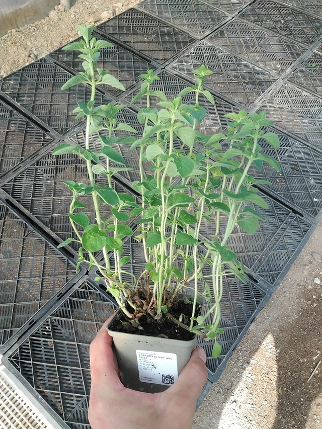 Dobromysl Hot And Spicy - 1. 7. 2025