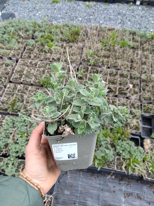 Nepeta Six Hills Giant - 21. 4. 2026