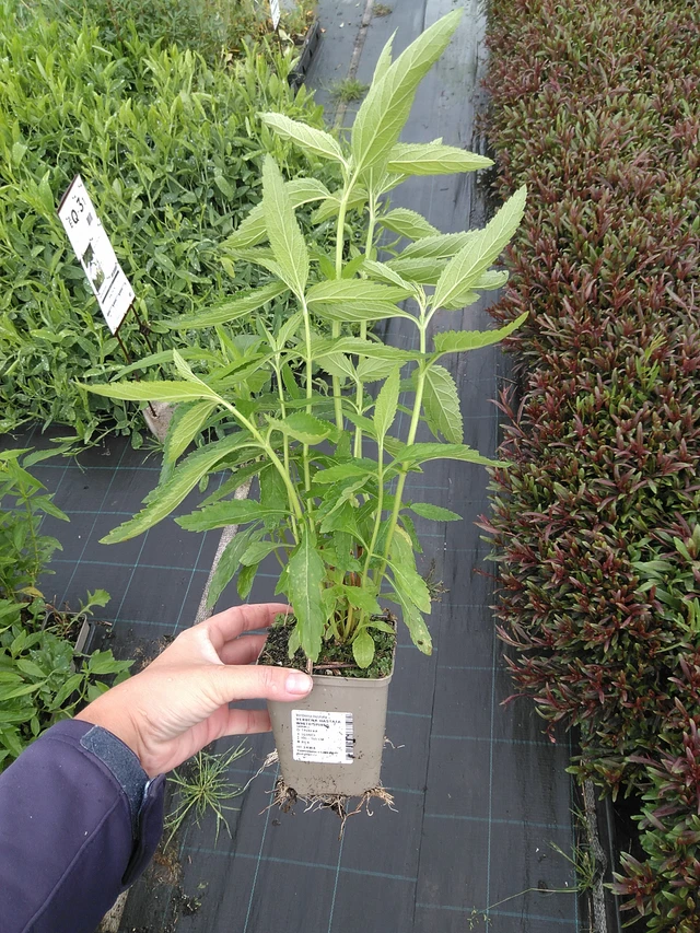 Arrow-leaved Verbena White Spires - 11. 7. 2025