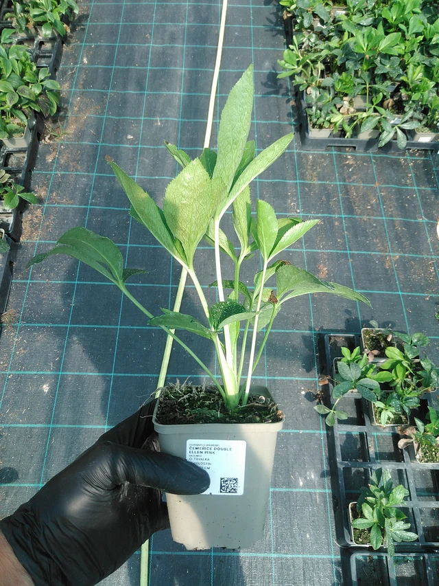 Hellebore Double Ellen Pink - 19. 8. 2025