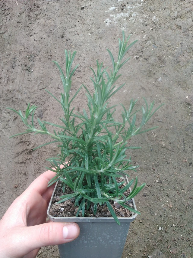 Romero Upright Pink - 17. 7. 2025