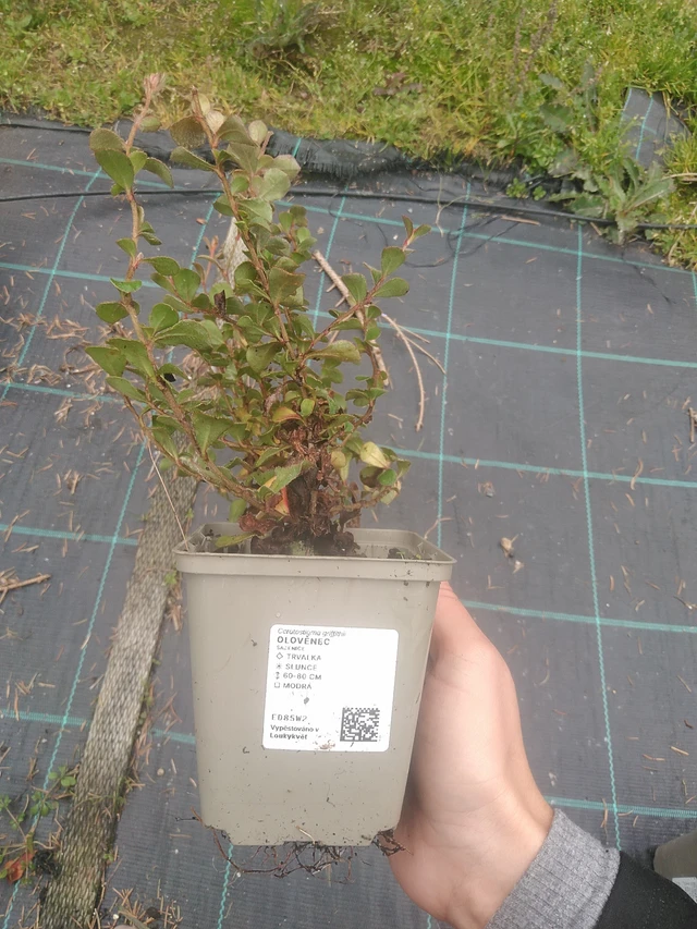 Plumbago - 10. 10. 2025