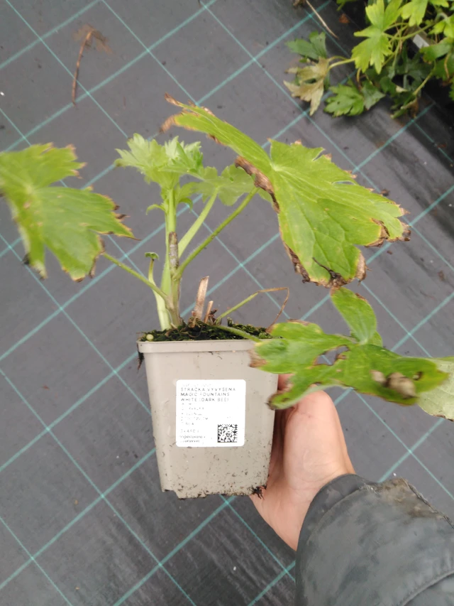 Larkspur Magic Fountains White (Dark Bee) - 10. 9. 2025