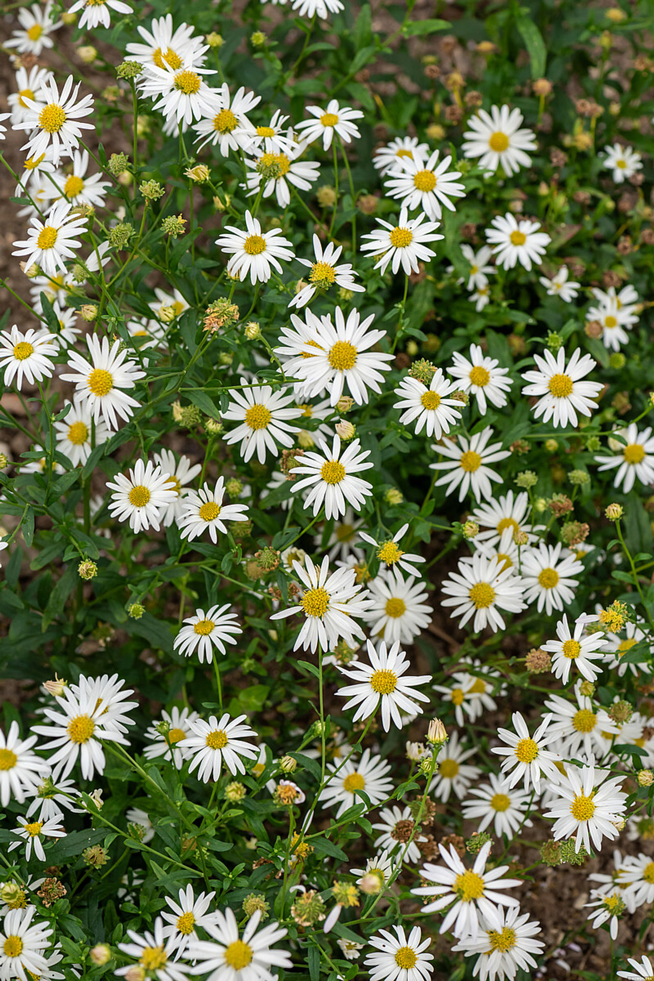 Astra japonská Alba, Loukykvět