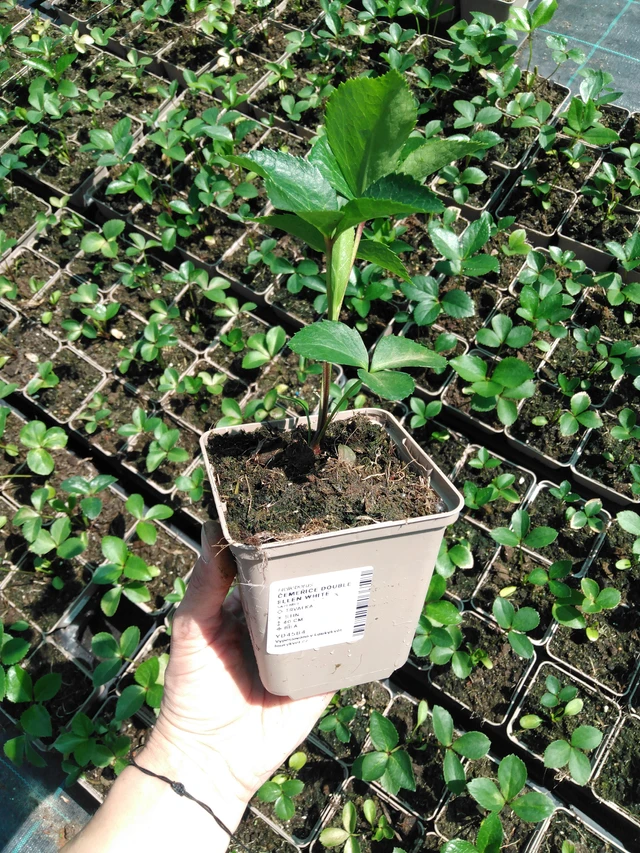 Čemeřice Double Ellen White - 2024