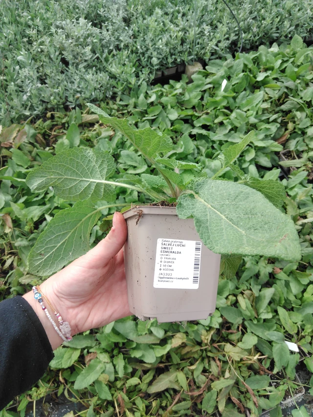 Niittyvirna Sweet Esmeralda - 2024