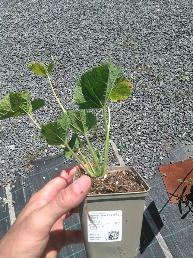 Malva Chaters White - 24. 6. 2025