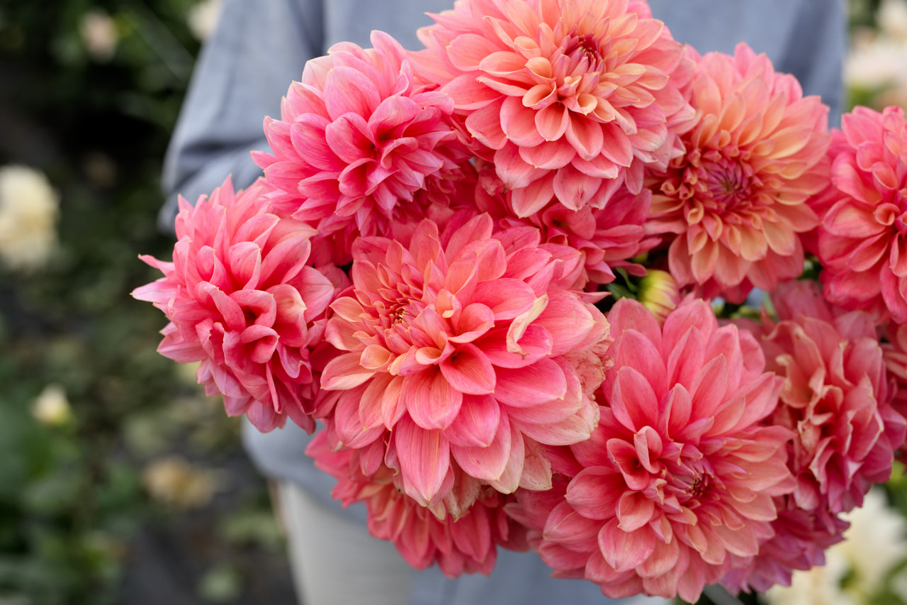 Jiřina Scaur Swinton, Loukykvět