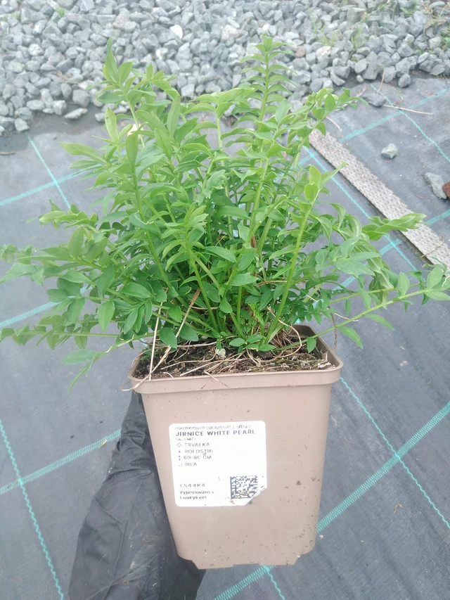 Astrantia White Pearl - 10. 9. 2025