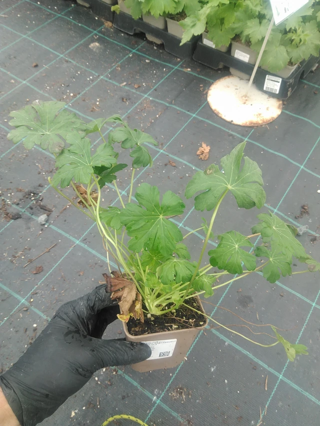 Kurjenpolvi kantabrijský Saint Ola - 10. 9. 2025