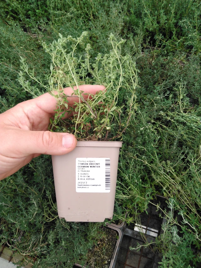 Timjami German Winter - 2024