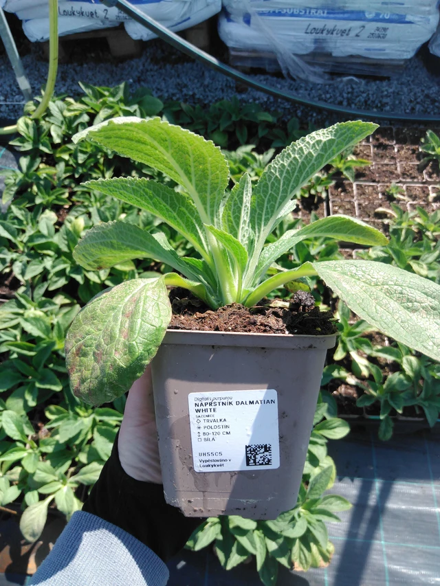 Náprstník Dalmatian White - 13. 5. 2025