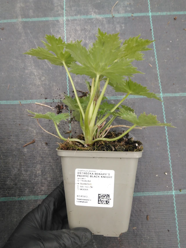 Szarkaláb Benary’s Pacific Black Knight - 1. 4. 2026