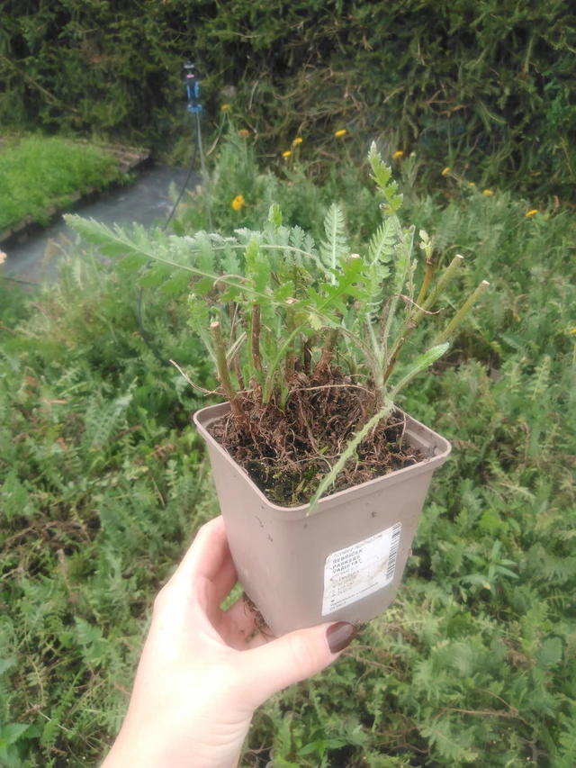 Achillée Parkers Varietät - 2024