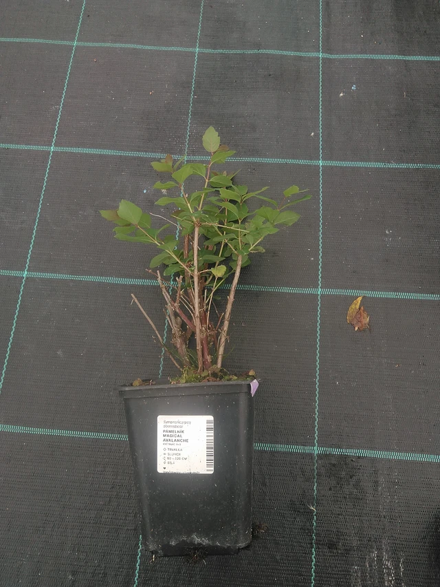 Snowberry Magical Avalanche - 10. 10. 2025