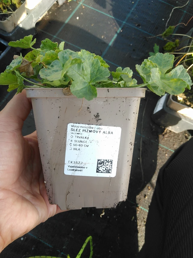 Sléz pižmový Alba - 11. 9. 2025