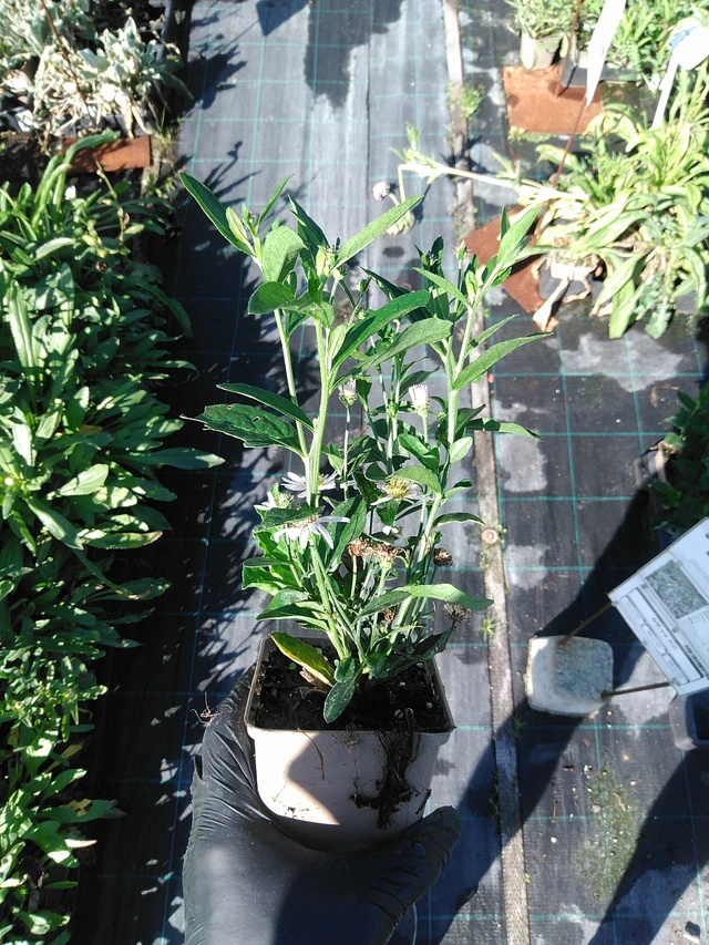 Astra ageratoides Stardust - 19. 8. 2025