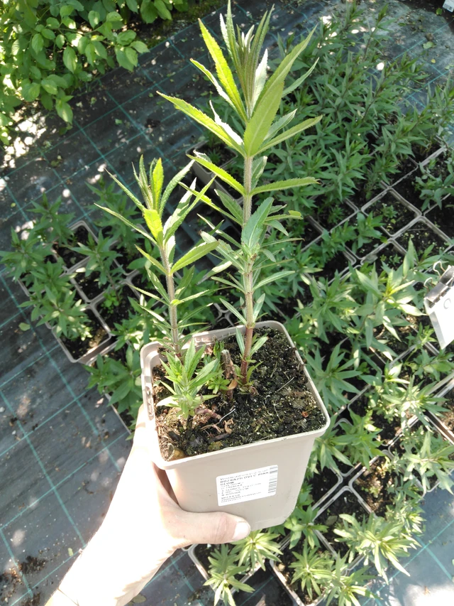 Kuunlilja Pink Glow - 2024