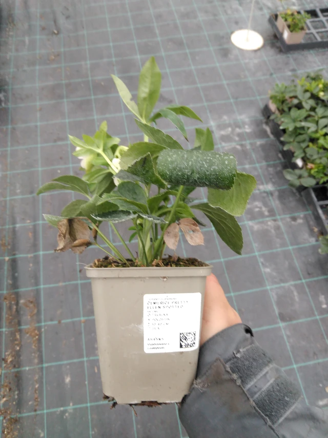 Eléboro Pretty Ellen Spotted - 10. 9. 2025