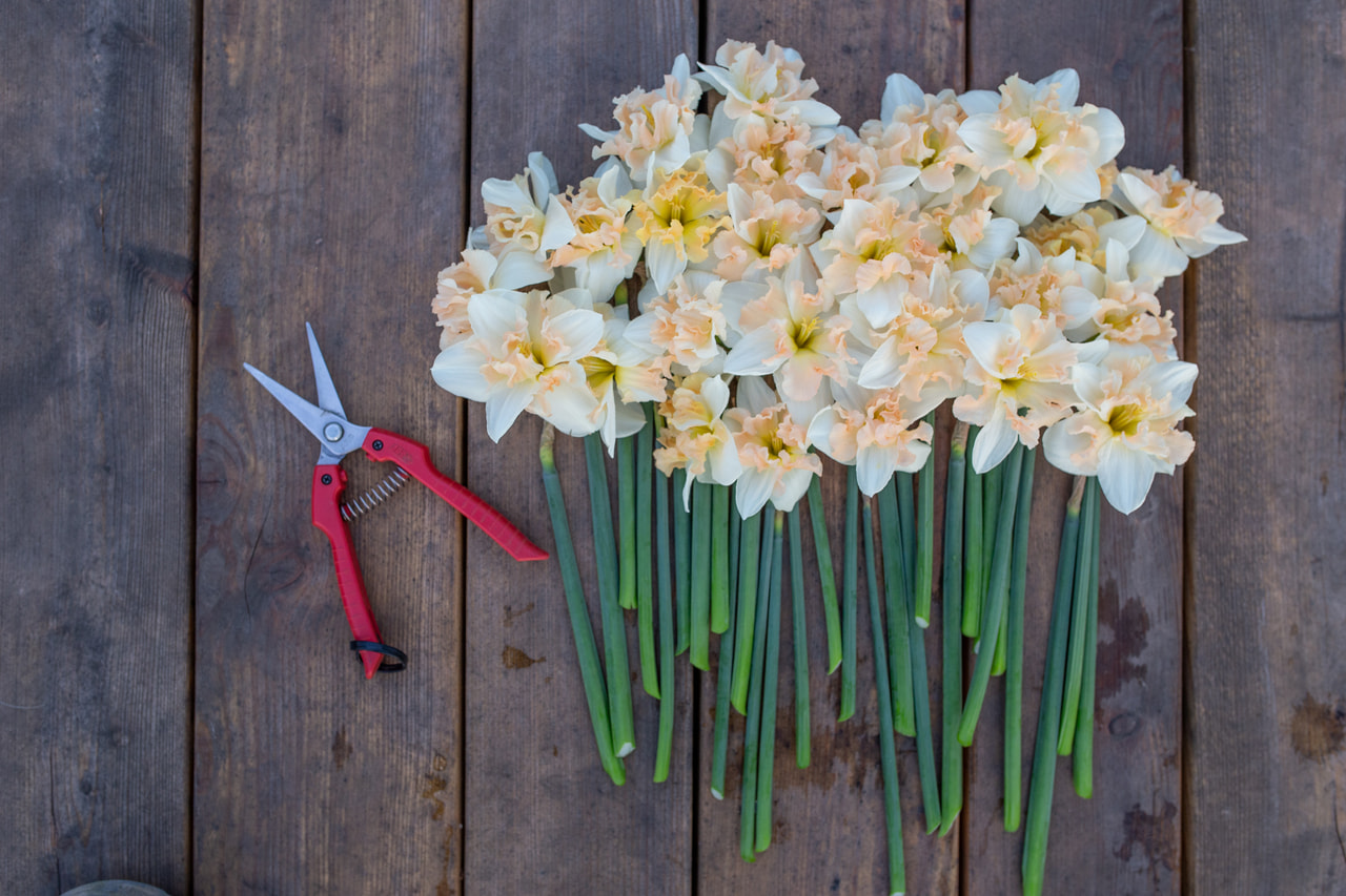 Floristické nůžky, Loukykvět