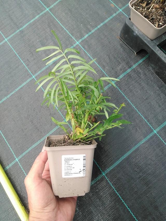 Veriheinä Purple Tails - 24. 6. 2025